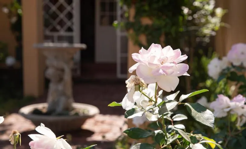 Roses and Pebbles B & B Guest House