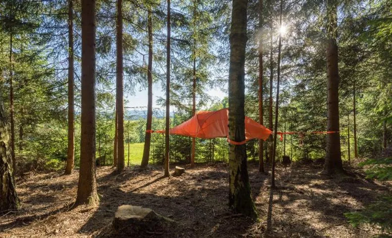 Baumzelt am Waldesrand
