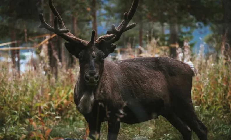 Reindeer Lodge
