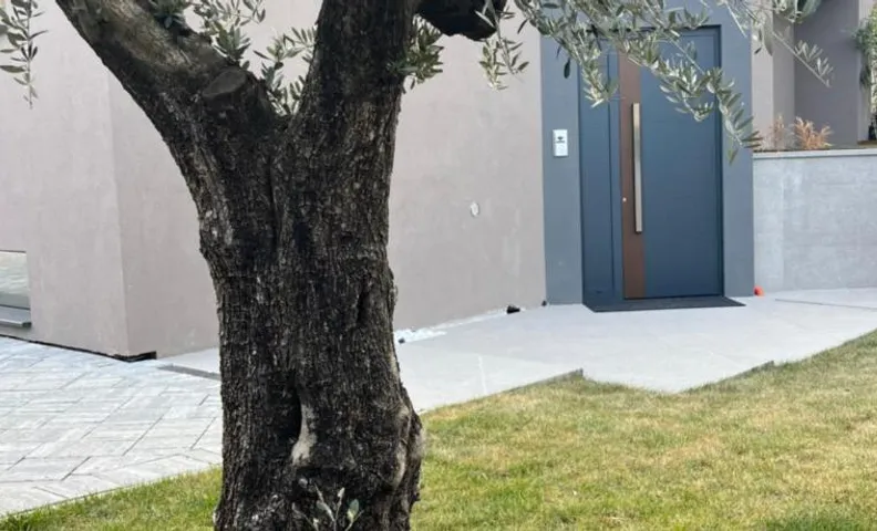 Singella24