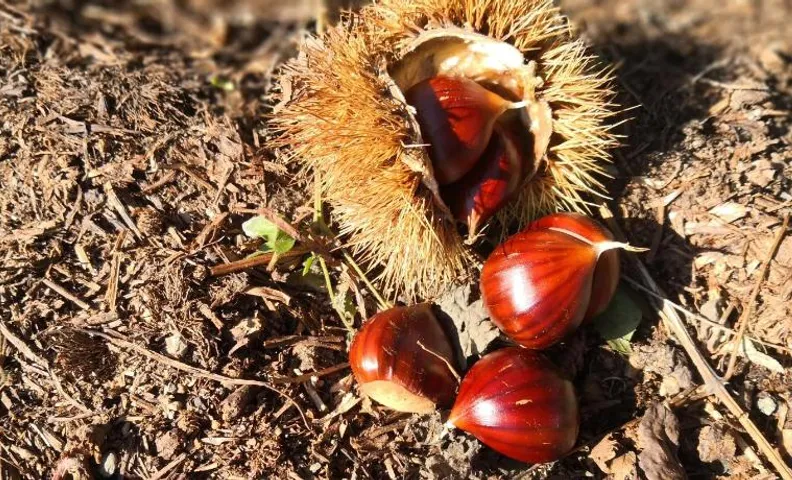 La tana del riccio