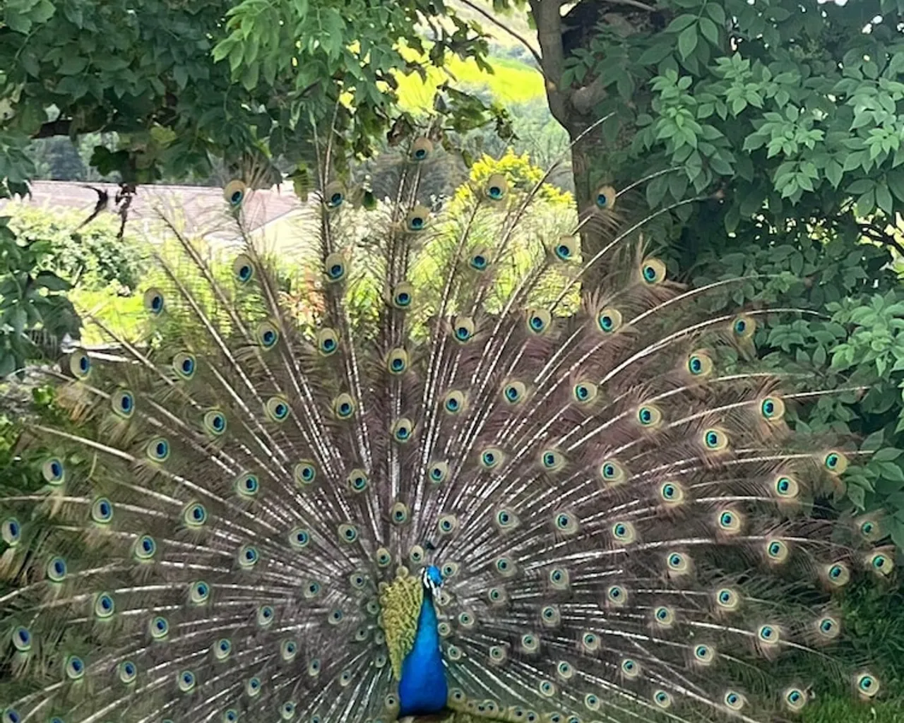 기본 이미지