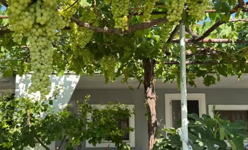 the grape house1