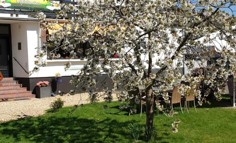 Eifelblümchen