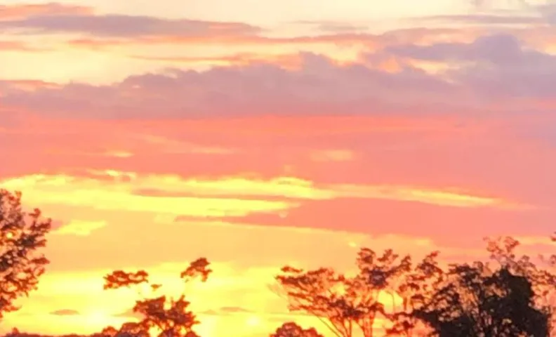 Fazenda na Amazônia diversidade botânica perto da praia