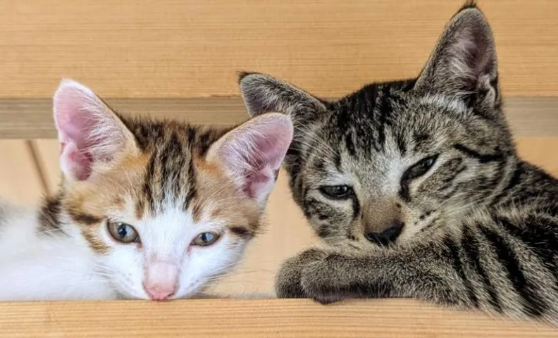 ねこと暮らす宿ヒスイ