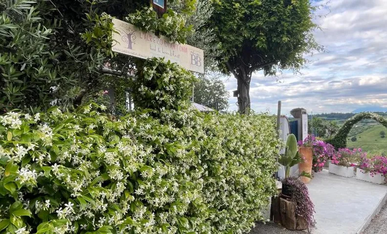 B&B L'Albero Di Antonia