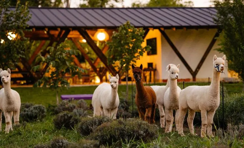 The Tribe Alpaca Retreat