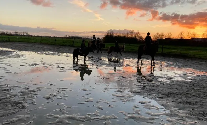The Horse Farm
