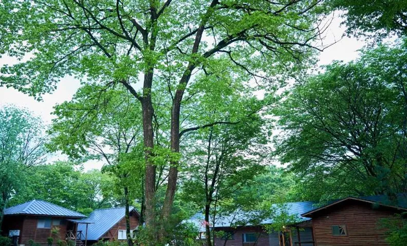 nasusatoyamafield