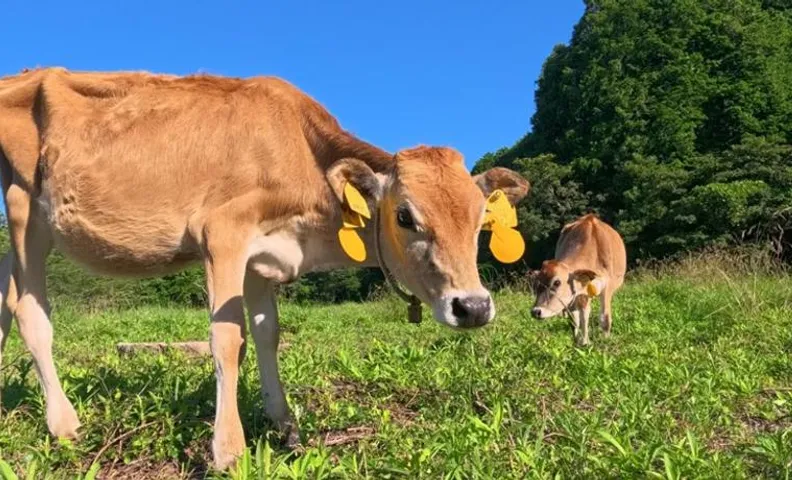 いただきますファーム