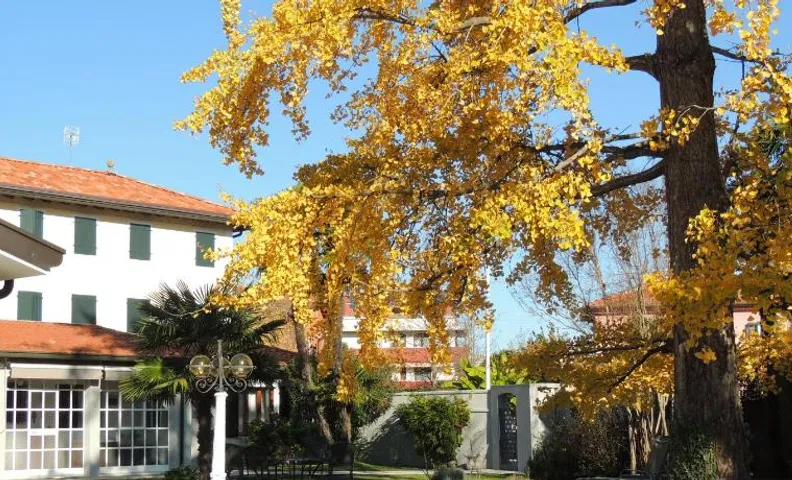 Ginkgo Guest House