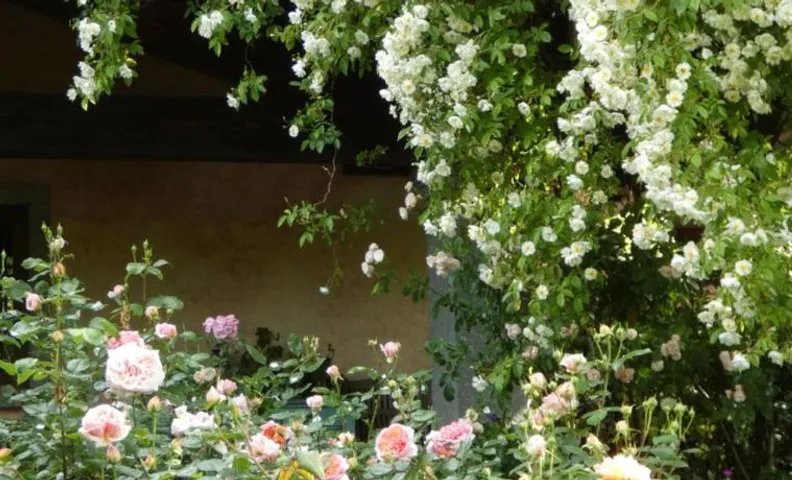Rosedeliziose B&B Baldissero Canavese