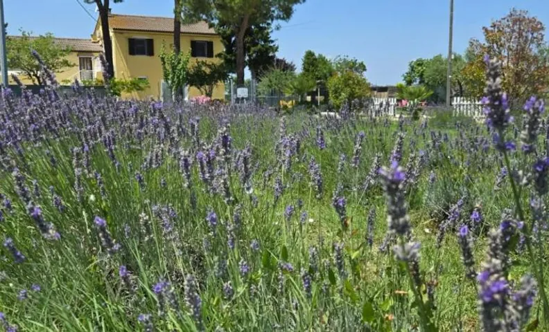 CaSAle