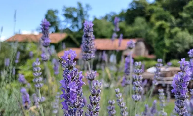 B&B Il Gattonero