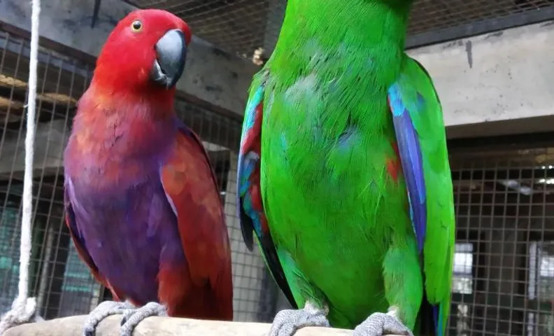 Bali Wildlife Rescue Center