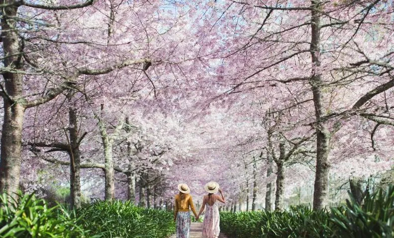 English Cherry Tree Manor