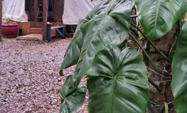 Geodésica - Quarto em meio a natureza - Caxias do Sul
