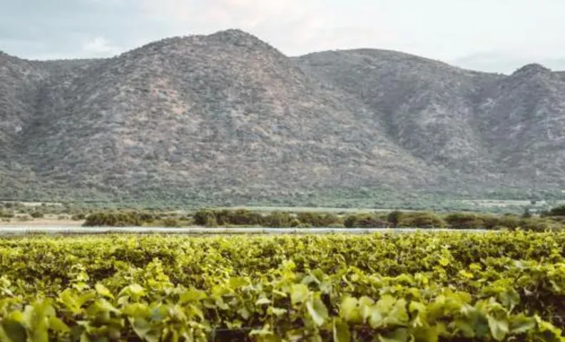 Otavi Vineyards Self-Catering & Camping