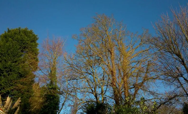 Thornybank