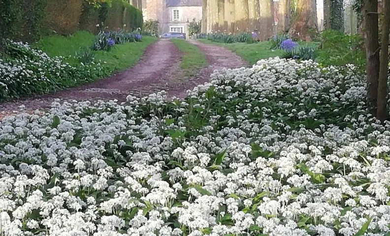 Chambre Fleur de Lys