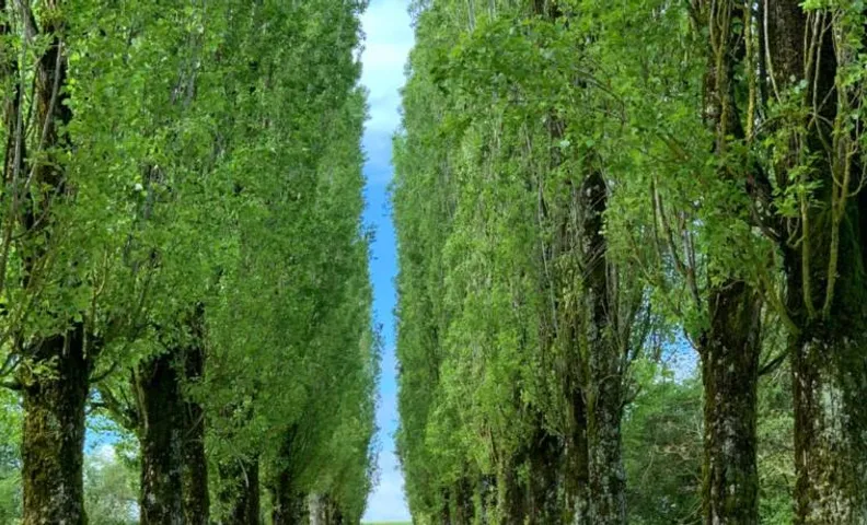 L’allée des peupliers