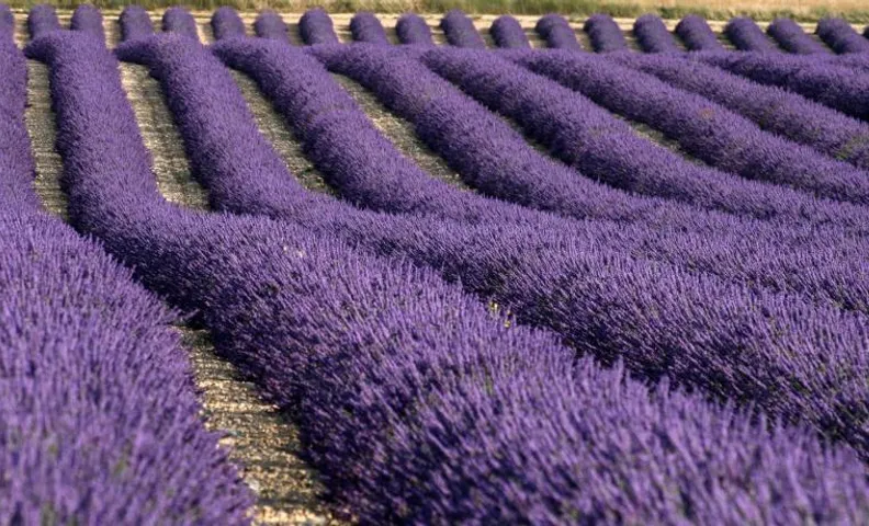 La Provençale