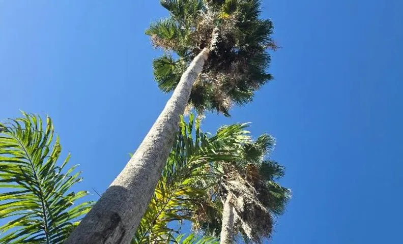 Sea Shell Palms, Ocho Rios