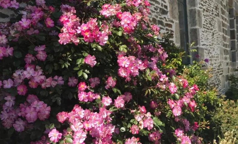 La Corbonniere