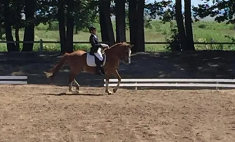 Sassi Talu Horsefarm