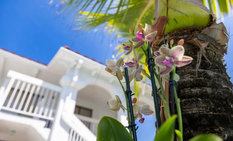 Palm Breeze Hotel