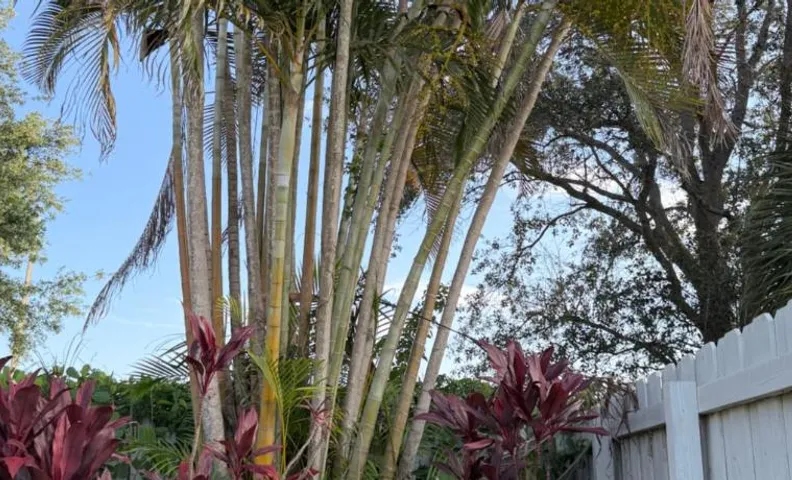 Regiane Residence