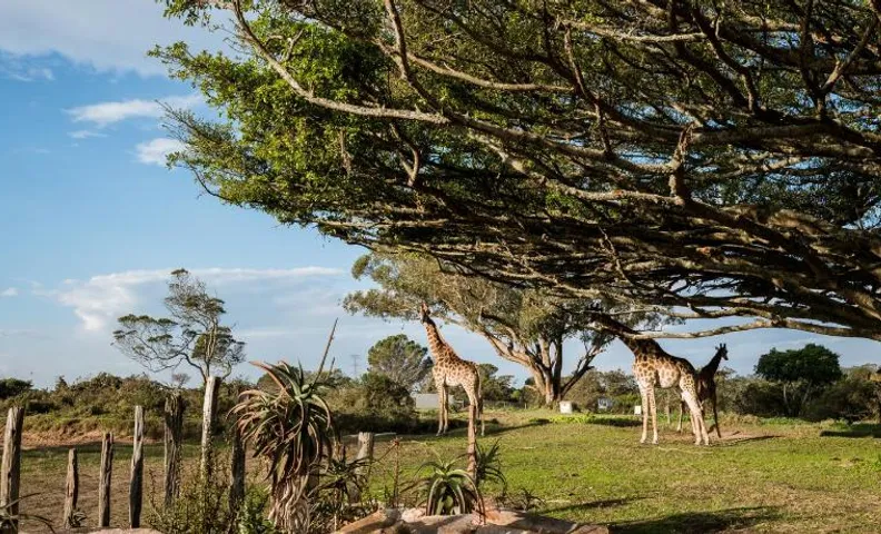 Kragga Kamma Game Park