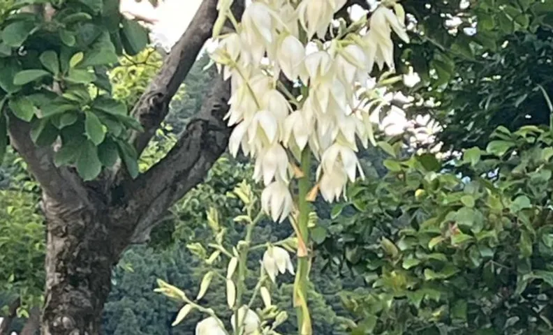 悠の宿
