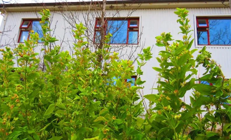 Guesthouse Kálfafellsstadur