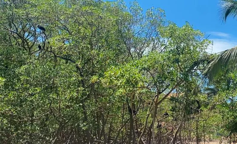 Raizes da Terra - Ponta do Corumbau
