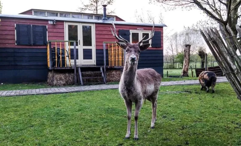 B&B 't Maartensdijkse Bos