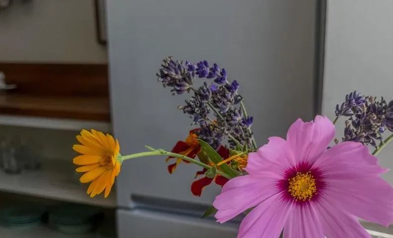 Apartmá se zahrádkou