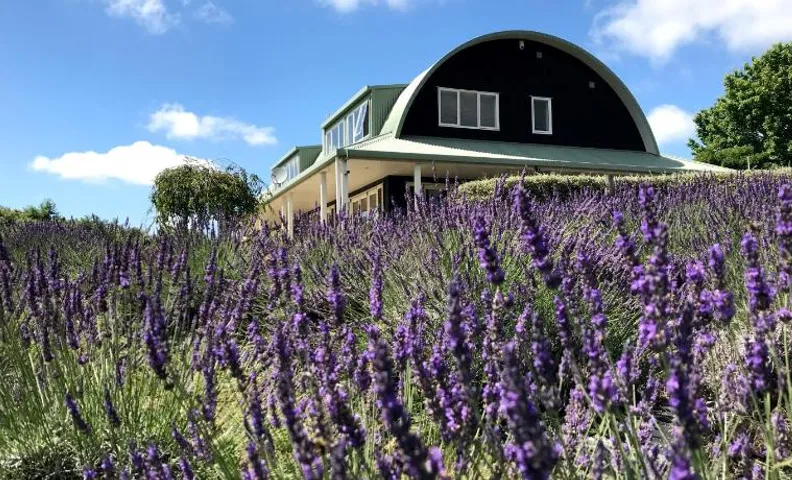 Lavender Hill