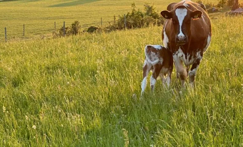 Resta farm bondgårdshotell