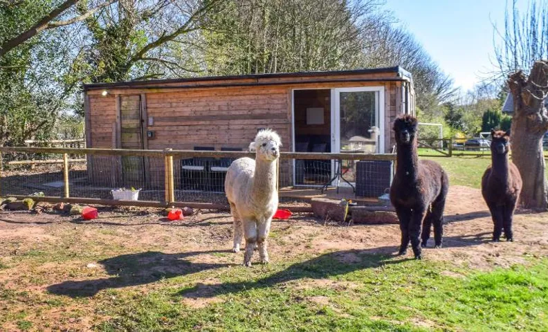 Alpaca Lodge