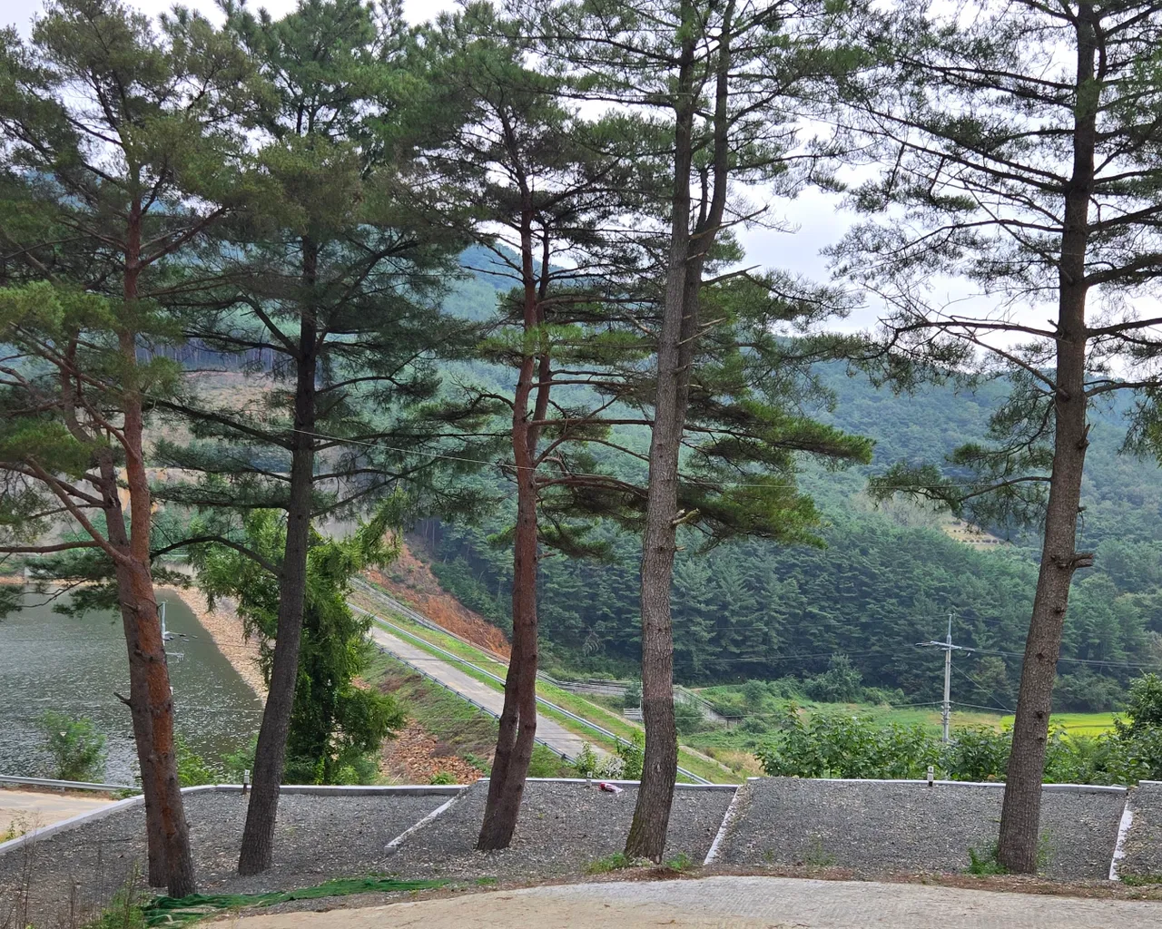 대표 사진