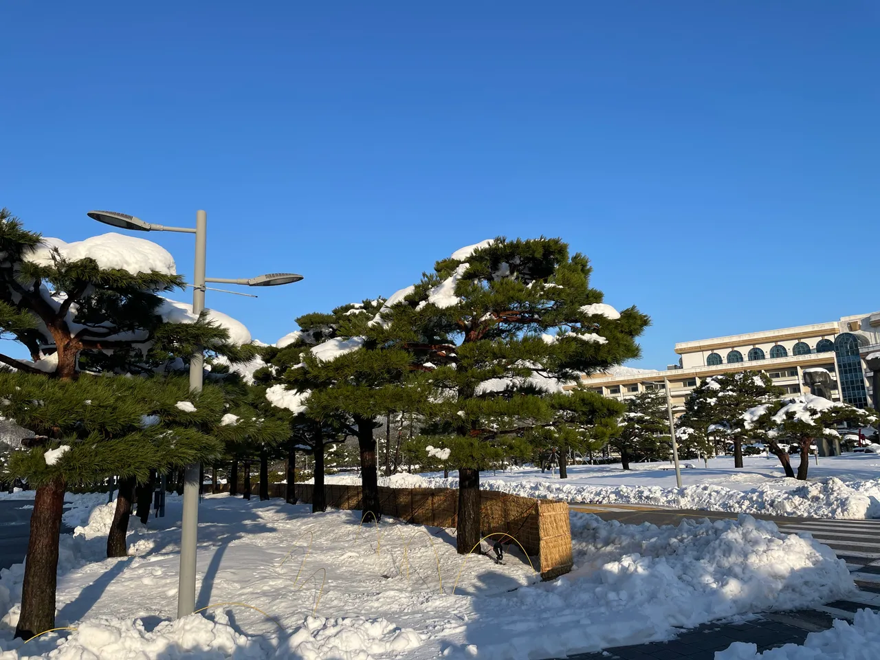 델피노 사진