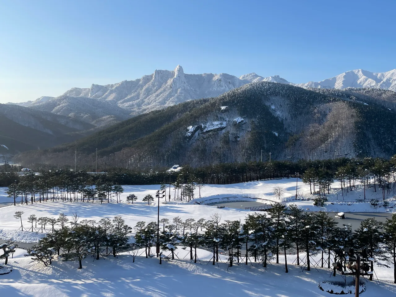 델피노 사진