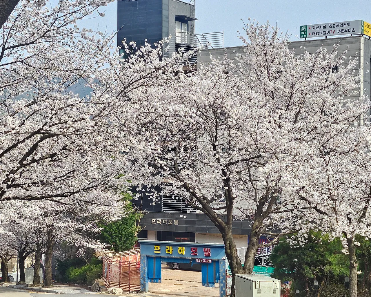 대표 사진