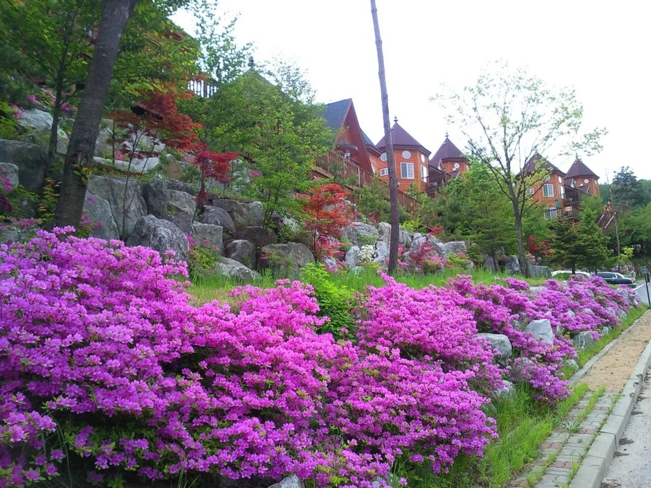 숲속의 요정 사진
